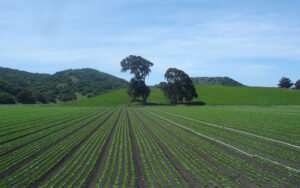 The rich, fertile fields of Greenfield, CA, where discussions between Capital Rivers Commercial and the City's Community Development Director pave the way for sustainable development, reflecting a harmonious balance between agricultural heritage and forward-thinking urban planning.
