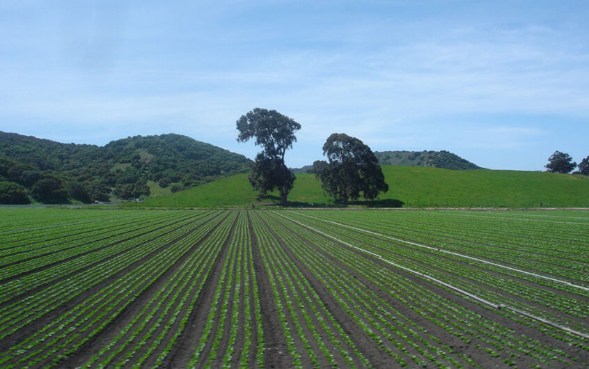 The rich, fertile fields of Greenfield, CA, where discussions between Capital Rivers Commercial and the City's Community Development Director pave the way for sustainable development, reflecting a harmonious balance between agricultural heritage and forward-thinking urban planning.