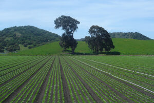 A field of crops in Greenfield, CA